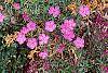 Dianthus amurensis 'Siberian Blues' habit