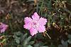 Dianthus amurensis 'Siberian Blues'