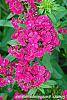 Dianthus barbatus 'Jolt Cherry' flowers
