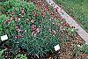 Dianthus carthusianorum habit
