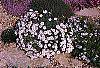 Dianthus gratianopolitans 'Bath's Pink' habit