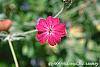 Lychnis coronaria flowers