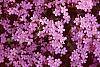 Saponaria ocymoides flowers