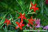 Silene regia flowers