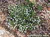 Stellaria pubera habit