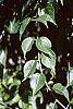 Celastrus scandens leaves