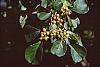 Celastrus scandens fruit