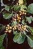 Celastrus scandens