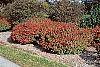 Euonymus alata 'Rudy Haag' habit