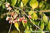 Euonymus bungeana fruit