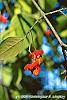 Euonymus europaeus var. intermedius fruit