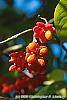 Euonymus europaeus var. intermedius fruit