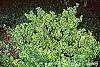 Euonymus fortunei 'Canadale Gold' habit