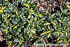 Euonymus fortunei 'Interbolwji' leaves