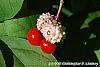 Euonymus obovatus fruit
