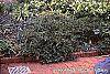 Cephalotaxus harringtonia 'Prostrata' habit