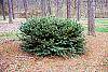 Cephalotaxus harringtonia var. drupacea 'Duke Gardens' habit