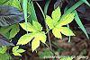 Humulus lupulus 'Aureus' leaves