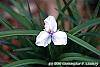 Tradescantia x andersoniana 'Bilberry Ice' flowers