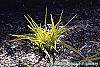 Tradescantia x andersoniana 'Sweet Kate' habit