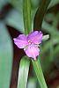 Tradescantia bracteata flowers