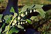 Polygonatum canaliculatum habit