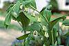 Polygonatum canaliculatum flowers