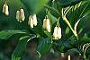 Polygonatum canaliculatum flowers
