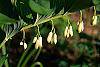 Polygonatum canaliculatum flowers