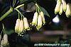 Polygonatum canaliculatum flowers