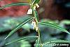 Polygonatum curvistylum flowers