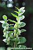 Polygonatum humile flowers
