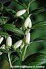 Polygonatum humile flowers