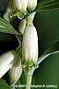 Polygonatum humile flowers