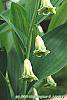 Polygonatum odoratum 'Flore Pleno' flowers