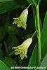 Polygonatum odoratum 'Flore Pleno' flowers