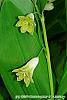 Polygonatum odoratum 'Flore Pleno' flowers