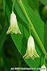 Polygonatum odoratum 'Flore Pleno' flowers