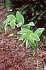 Polygonatum odoratum thunbergii 'Variegatum' habit