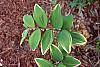 Polygonatum odoratum thunbergii 'Variegatum' leaves
