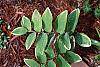 Polygonatum odoratum thunbergii 'Variegatum' leaves