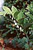 Polygonatum odoratum thunbergii 'Variegatum' flowers
