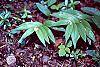 Smilacina stellata habit