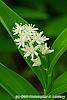 Smilacina stellata flowers