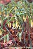Uvularia grandiflora flowers