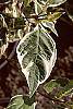 Cornus alba 'Argenteo-marginata' leaves
