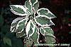 Cornus alba 'Bailhalo' leaves