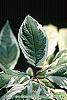 Cornus alba 'Bailhalo' leaves