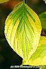 Cornus alternifolia 'WStackman' PP#11,287 leaves