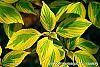 Cornus alternifolia 'WStackman' PP#11,287 leaves